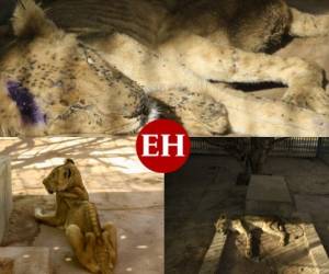 Uno de los cinco leones africanos enfermos y desnutridos en cautiverio en un zoológico de Jartum murió este martes, según indicó un funcionario, en tanto circulan muchos llamados en las redes sociales sudanesas para intentar salvar a estos grandes. FOTOS: AFP