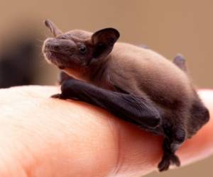 Los científicos analizaron más de 55,000 sílabas producidas, encontrando en murciélagos características universales del balbuceo en niños humanos, como repeticiones, ausencia de sentido, pero también cierto ritmo en los sonidos.