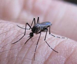 Las autoridades sanitarias piden a la población eliminar los criaderos de zancudo para eliminar la proliferación del mosquito transmisor.
