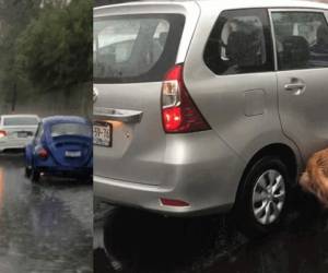 El perro fue obligado a corre bajo la lluvia por una de las carretera de Puebla, México.