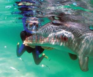 El show de delfines dura 10 minutos, pero si desea interactuar con ellos puede optar a otros paquetes.
