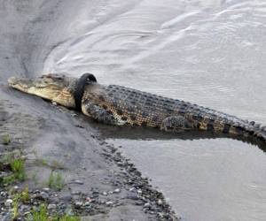 Las autoridades indonesias están ofreciendo una recompensa a cualquiera que pueda rescatar a un cocodrilo de agua salada con un neumático de motocicleta envuelto alrededor de su cuello. Foto: Agencia AFP.