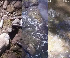 (1) Decenas de peces muertos han aparecido en las orillas del afluente. (2) Los pobladores han decidido no utilizar el agua del río por temor a padecer alguna enfermedad. (3) La población de Rancho Grande, Esquías, meses atrás capturaba peces para alimentarse.