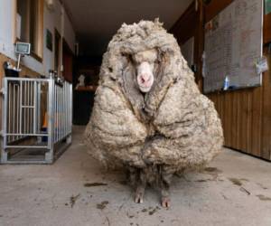 This recent undated handout photo received from Edgar's Mission on February 25, 2021 shows 'Baarack', a wild sheep who was found wandering the wilderness of the Australian bush with a huge 35-kilogram (77 lbs.) coat after an estimated five years of unchecked growth, at Edgar's Mission Farm Sanctuary in Lancefield, Victoria state. (Photo by Handout / Edgars Mission / AFP) / -----EDITORS NOTE --- RESTRICTED TO EDITORIAL USE - MANDATORY CREDIT 'AFP PHOTO / Edgars Mission' - NO MARKETING - NO ADVERTISING CAMPAIGNS - DISTRIBUTED AS A SERVICE TO CLIENTS