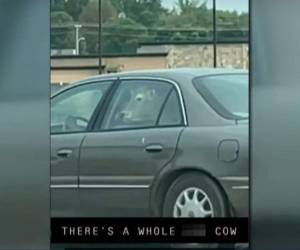 El propietario de la vaca dijo que en realidad iban tres en el vehículo.