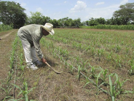 La sequía está afectando a los productores de la zona oriental de país. Ellos, igual que los del sur, pueden perder sus cosechas.