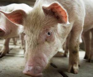 La Peste Porcina Africana es una grave enfermedad viral altamente contagiosa que afecta a los cerdos domésticos y silvestres, y está presente en regiones de Asia, Europa del Este y África. FOTO: AFP