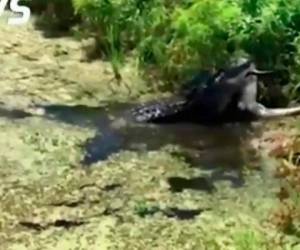 Un hambriento cocodrilo devora a otro más pequeño. Foto captura YouTube