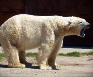 Según el relato, el oso mordió a un investigador en la mano antes que el equipo que estaba presente consiguiera ahuyentarlo usando sus pistolas de alarma.