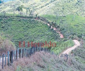A las orillas de la carretera ilegal se pueden observar terrenos cercados donde alguna vez existieron árboles y ahora solo sirven de pastizales para alimentar miles de cabezas de ganado de la zona.