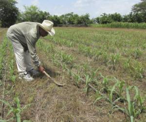 El cultivo de granos es bueno este año debido a que las lluvias han sido generosas