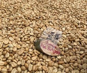 La caficultura hondureña enfrenta nuevos desafíos ante períodos de sequía que afectan el desarrollo de los cafetales y obligan a los productores a fortalecer sus estrategias de adaptación.