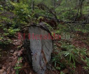 En los últimos años, la deforestación se ha incrementado.