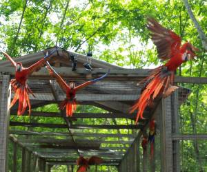 El presidente de la República, Nasry Asfura, participó en la liberación de doce guacamayas rojas en Copán Ruinas, con lo que se impulsa el turismo en el occidente del país.