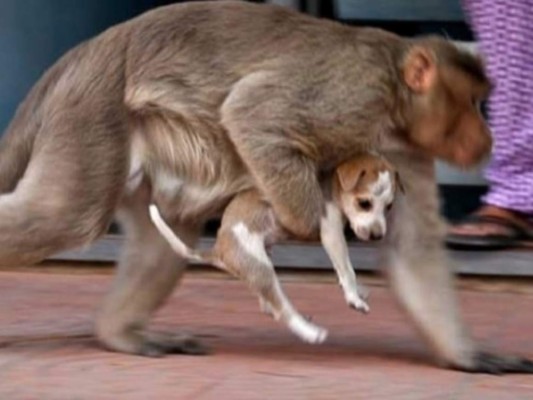 Los monos capturan a los perros en las calles y se los llevan para matarlos.