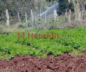 Para la producción de semilla de papa se disponen de 350 mil lempiras en los departamentos de Intibucá y La Paz.