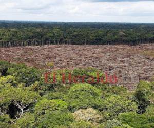 Los incendios que se expanden en la Amazonia, con especial incidencia en Brasil pero también en Bolivia, disparan alarmas en el mundo por la importancia medioambiental del que es considerado como el mayor pulmón vegetal del planeta.Estas son algunas claves de un paraíso ecológico que, en parte, está en llamas por causas no aclaradas, pero vinculadas a la sequía, la emergencia climática y la deforestación provocada por el ser humano, aunque según el presidente de Brasil, el ultraderechista Jair Bolsonaro, algunas ONG pudieran haber provocado el desastre. Fotos: AFP / AP / EFE.