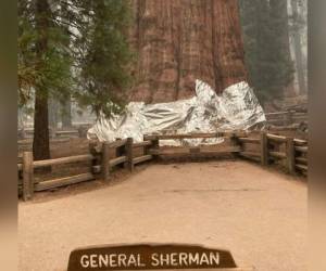 General Sherman es el árbol más grande del mundo por su volumen, con 1.487 metros cúbicos (52.508 pies cúbicos), según el Servicio de Parques Nacionales. Mide 84 metros (275 pies) de alto y tiene una circunferencia de 31 metros (103 pies) en su base. Foto: AFP
