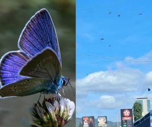 Miles de mariposas invadieron el cielo de Tegucigalpa y otras regiones del país durante los últimos días, dejando imágenes que rápidamente se viralizaron en redes sociales.