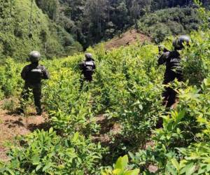 Durante 2026 se ha asegurado un decomiso superior a 400 mil arbustos como parte de las acciones ejecutadas contra estructuras vinculadas al narcotráfico.