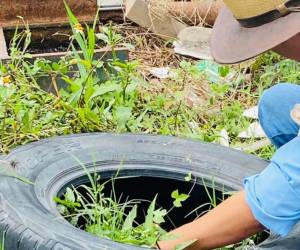 Las autoridades sanitarias piden a la población eliminar recipientes que acumulan agua y se convierten en criaderos de zancudos.