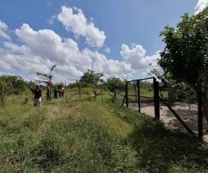 Los cadáveres estaban tendidos en una área solitaria y boscosa.