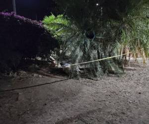 El cadáver del hombre estaba debajo unas plantas.