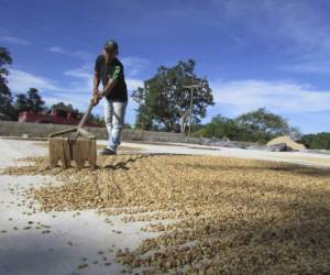 Los productores hondureños están obteniendo menos ingresos por la caída de 15% en los precios por quintal, por lo que las divisas bajarán cerca de 200 millones de dólares en esta cosecha.