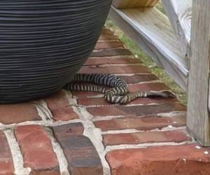 Uno de los residentes logró tomar una fotografía del reptil mientras paseaba en el patio. Foto: Cortesía.