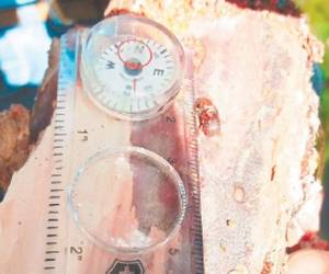 Los expertos descubrieron otra especie del gorgojo.