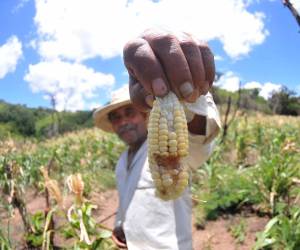 El campesino César Montoya todavía tiene fe en Dios que sacará la mínima parte de la cosecha.