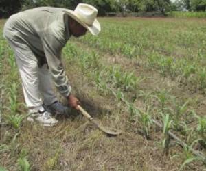 En mayo, las lluvias podrían situarse ligeramente por encima del promedio, lo que sería beneficioso para el desarrollo de cultivos de primera.