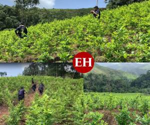 Considerado la segunda reserva natural más importante de Honduras, ahora 60 manzanas de sus boscosas montañas se encuentran ocupadas por 140 mil plantas de supuesta hoja de coca. En esta ocasión, te contamos de qué se trata el descubrimiento de lo que las autoridades policiales consideran la plantación de cocaína más grande de Centroamérica.