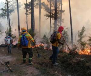 En lo que va de este año se registran en el territorio un total de 121 incendios forestales que dejaron daños en más de 646 hectáreas de bosque.