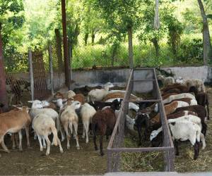 La cría de de cabras y ovejas representa una alternativa rentable para la diversificación productiva en el corredor seco.