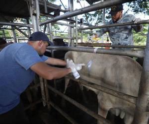 Personal de la SAG revisan a los animales que ingresan a los corrales y presentan lesiones abiertas.