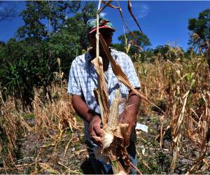 Los agricultores del Corredor Seco perdieron sus cosechas. Algunas matas crecieron y produjeron elotes, pero estos no lograron desarrollarse.