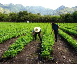 Las autoridades gubernamentales harán una importante inversión económica para fortalecer la producción agrícola nacional, según se dio a conocer.
