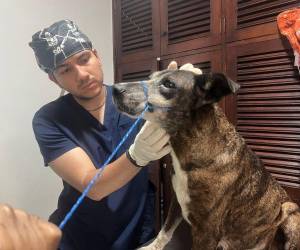 Uno de los casos más recientes que movilizó a las autoridades fue el rescate de Estrellita, una perrita que presuntamente sufría maltrato y abuso en las cercanías del principal centro hospitalario del país.