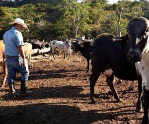 Los representantes del sector ganadero garantizan que habrá abastecimiento de leche y mantener los precios para el consumidor final.