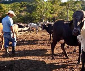 La falta de lluvias afecta gravemente a la agricultura y la ganadería en Honduras, con mayor impacto en algunos departamentos.