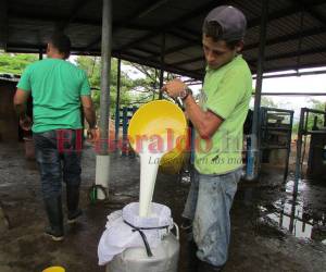 Los manifestantes aseguraron que las procesadoras no están respetando el acuerdo de once lempiras por litro de leche.