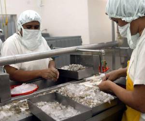 El camarón se exportará desde este año a territorio chino.