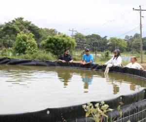 Las autoridades de la Secretaría de Agricultura y Ganadería (SAG) buscan dinamizar la actividad piscícola a nivel nacional, con la reactivación del Centro Piscícola en Comayagua.