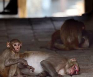 Brasil ha registrado más de 1,700 casos de viruela del mono y un fallecido, según datos de la OMS.