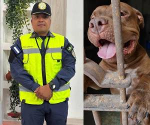 El caso del perro Zeus, pitbull que habría matado a su dueño en la colonia Hato de Enmedio en Tegucigalpa, ha dado un giro en las últimas horas con relación a la situación de la mascota. Esto hará la Policía con él.