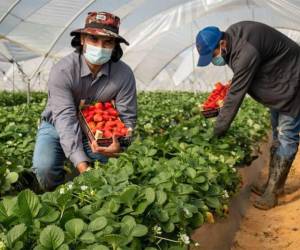 La mayoría de los empleos ofertados por empresas en España están vinculados al sector agrícola.