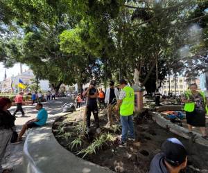 Los trabajos abarcan los parques El Obelisco, Herrera, La Libertad y La Leona. También incluyen áreas verdes de la rotonda de MetroMall, la rotonda de Las Brisas y los alrededores del mercado La Isla.