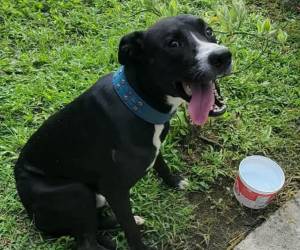 El canino ha encontrado un lugar de refugio y cuidados dentro del Palacio de Justicia.