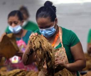 La Embajada indicó además que la demanda del mercado chino de puros de alta calidad está en constante crecimiento.